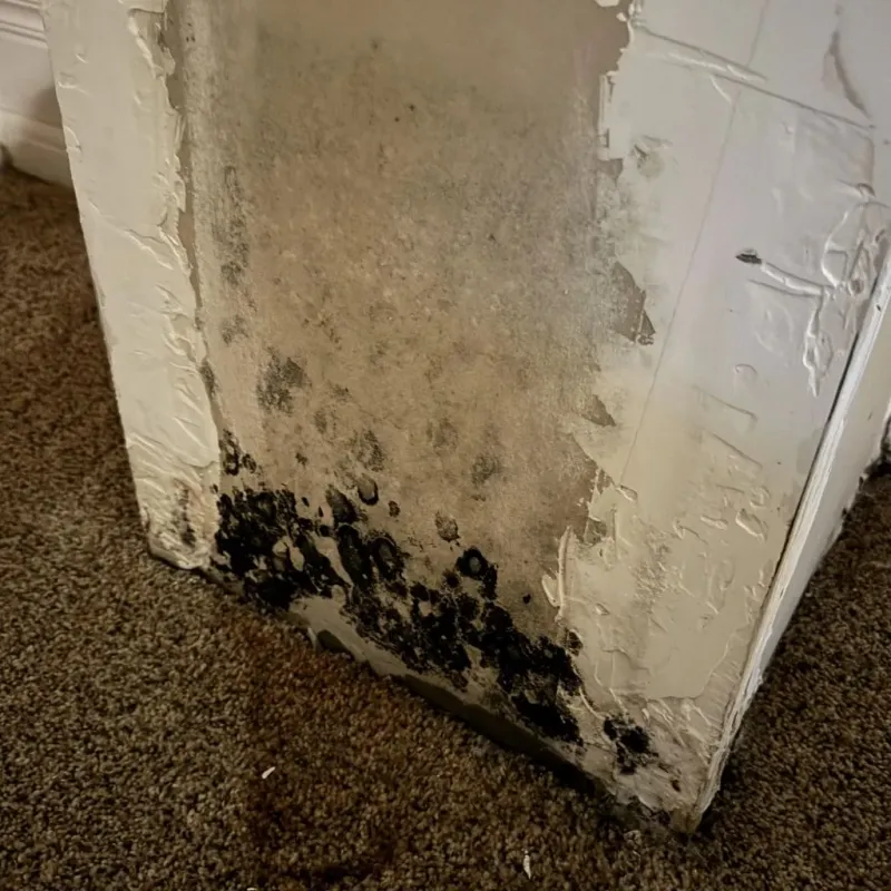 Professional Mold Removal in Eaton, OH